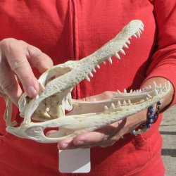 9"  C-Grade Alligator Skull