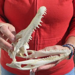 8-1/2"  C-Grade Alligator Skull