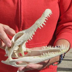 8-3/4" B-Grade Alligator Skull 