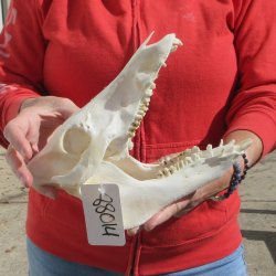 9-1/2" Wild Boar Skull