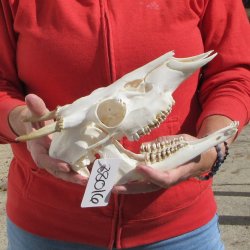 Spike Buck Deer Skull with 2" Horns 