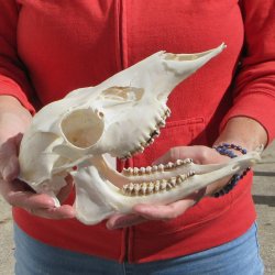  Whitetail Deer Skull (Doe) with Bottom Jaw