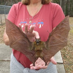 Preserved C.Sphinx Bat with open wings 