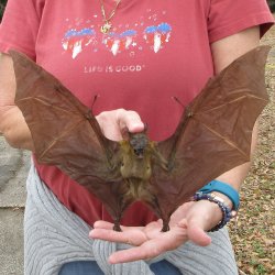 Preserved C.Sphinx Bat with open wings 