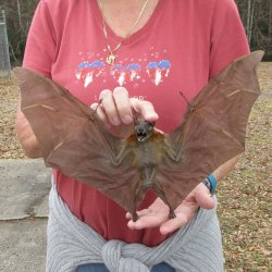Preserved C.Sphinx Bat with open wings 