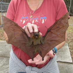 Preserved C.Sphinx Bat with open wings 