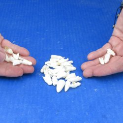 Thirty Four piece Alligator teeth under 1"  