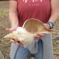 14 inch Horse Conch 