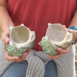 Two piece 4 inch Turbo Marmoratus 