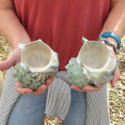 Two piece 4 inch Turbo Marmoratus 