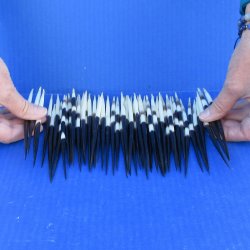Fifty Thick African Porcupine Quills 6-1/2" to 7-1/2"