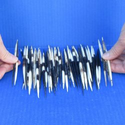 Fifty Semi-Cleaned Thick African Porcupine Quills 5" to 6"