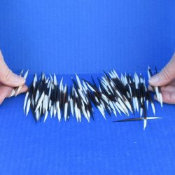 One Hundred Small African Porcupine Quills 3" to 5"