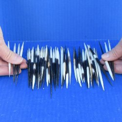 Fifty Semi-Cleaned Thick African Porcupine Quills 5" to 6"