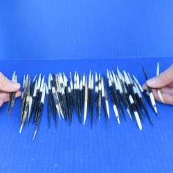 Fifty Semi-Cleaned Thick African Porcupine Quills 5" to 6"