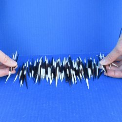 One Hundred Small African Porcupine Quills 3" to 5"