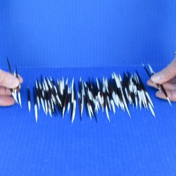 One Hundred Small African Porcupine Quills 3" to 5"