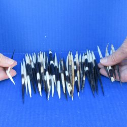 Fifty Semi-Cleaned Thick African Porcupine Quills 5" to 6"