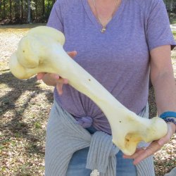19" Giraffe Femur Leg Bone 