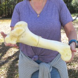 18" Giraffe Humerus Leg Bone 