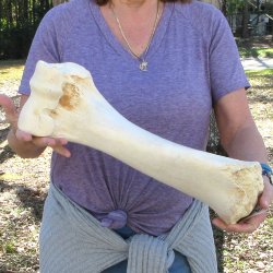 18" Giraffe Humerus Leg Bone 