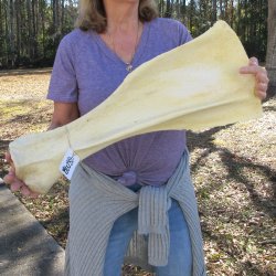26 Inch Giraffe Shoulder Blade 