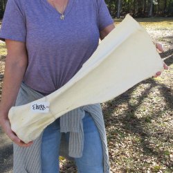 26 Inch Giraffe Shoulder Blade 