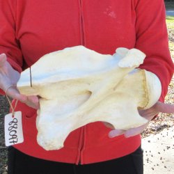 11" B-Grade Giraffe Vertebra Bone