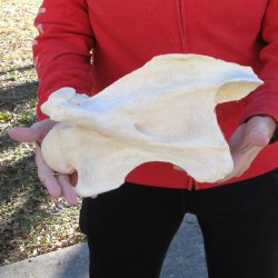 13" Giraffe Neck Vertebra Bone