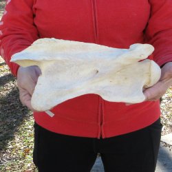 12" Giraffe Neck Vertebra Bone