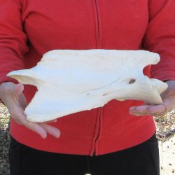 13-1/2" XL Giraffe Neck Vertebrae Bone 