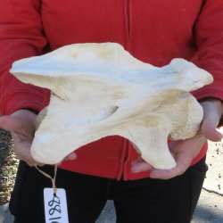 11" Giraffe Neck Vertebra Bone