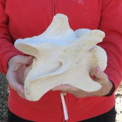 9" Giraffe Neck Vertebra Bone