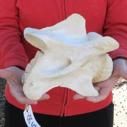 9" Giraffe Neck Vertebra Bone