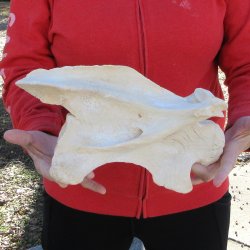 12-1/2" Giraffe Neck Vertebra Bone