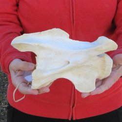 9" Small Giraffe Neck Vertebra Bone