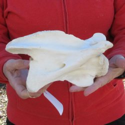 8" Small Giraffe Neck Vertebra Bone