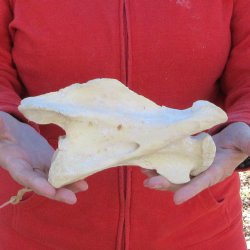 8" Small Giraffe Neck Vertebra Bone