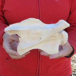 9" Small Giraffe Neck Vertebra Bone