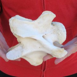 7" Small Giraffe Neck Vertebra Bone