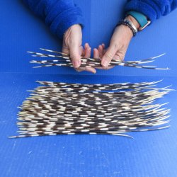 One Hundred B-Grade Semi-Cleaned Thin African Porcupine Quills 9" to 15"