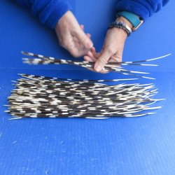 One Hundred B-Grade Semi-Cleaned Thin African Porcupine Quills 8" to 15"