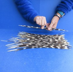 One Hundred B-Grade Semi-Cleaned Thin African Porcupine Quills 9" to 16"