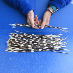 One Hundred B-Grade Semi-Cleaned Thin African Porcupine Quills 9" to 15"