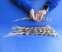 One Hundred B-Grade Semi-Cleaned Thin African Porcupine Quills 8" to 17"