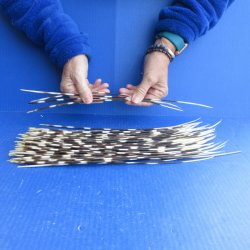 One Hundred B-Grade Semi-Cleaned Thin African Porcupine Quills 11" to 17"