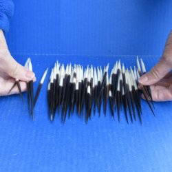 Fifty Thick African Porcupine Quills 4" to 6" 