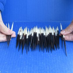Fifty Thick African Porcupine Quills 4" to 6" 