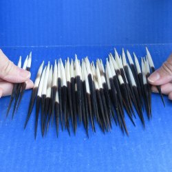 Fifty Thick African Porcupine Quills 4" to 6" 