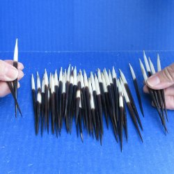 Fifty Thick African Porcupine Quills 4" to 6" 